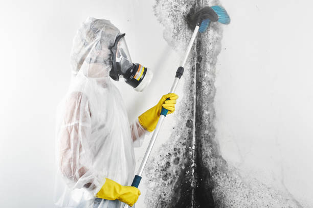  West Modesto, CA Mold Removal Pros