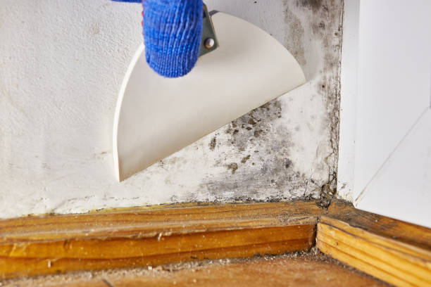 Trusted West Modesto, CA Mold Removal Experts